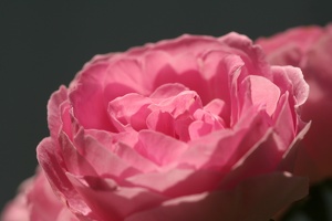 Rose 003