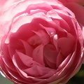 Rose 004