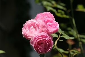 Rose 006