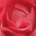 Rose 008