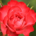 Rose 013