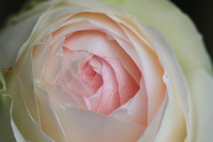 Rose 014