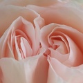 Rose 015