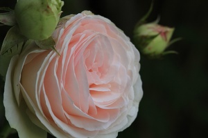 Rose 016