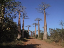 288 Madagascar-07-08-03