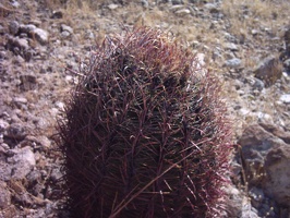23-Cactus