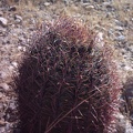 23-Cactus