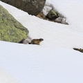 02-Marmotes-22.05.16.jpg