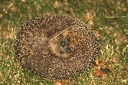 Hedgehog