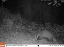 Badger