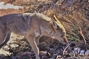 Coyote