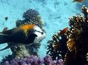 Animaux marins