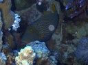 Marine species