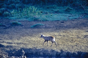Kenya 0003 09