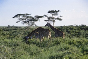 Kenya 0008 1