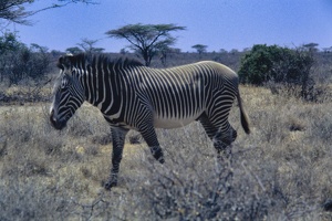 Kenya 0008 2