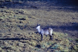 Kenya 0013 1