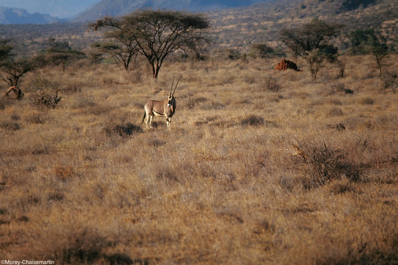 Kenya_0064.jpg