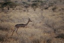 Gazelle girafe
