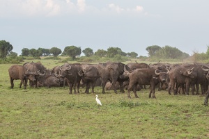 431 Ouganda 09-Sep-18H34.31