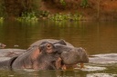 Uganda
