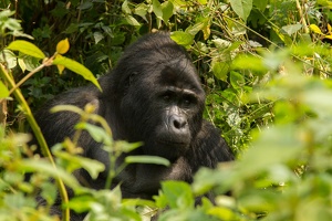 619 Ouganda 12-Sep-10H41.47