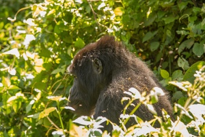 620 Ouganda 12-Sep-10H42.34