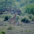 011 Tanzanie 1994