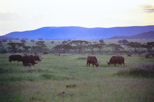 024 Tanzanie 1994 20