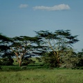 026 Tanzanie 1994