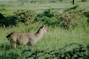 027 Tanzanie 1994