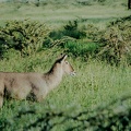027 Tanzanie 1994