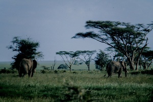 031 Tanzanie 1994