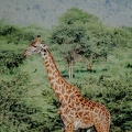 055 Tanzanie 1994