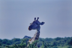 055 Tanzanie 1994 1