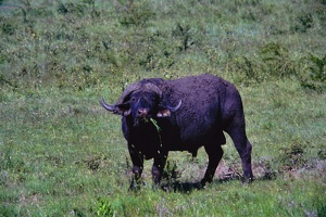 055 Tanzanie 1994 2