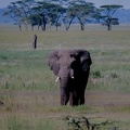064 Tanzanie 1994