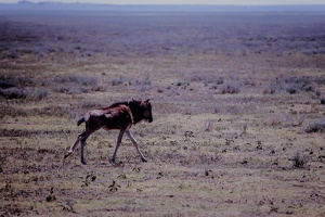 072 Tanzanie 1994