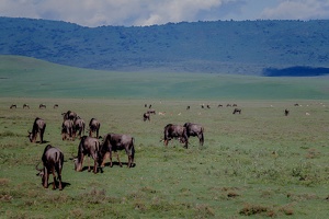 087 Tanzanie 1994
