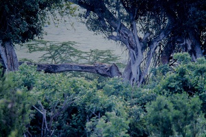 090 Tanzanie 1994