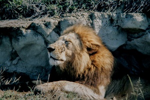 113 Tanzanie 1994