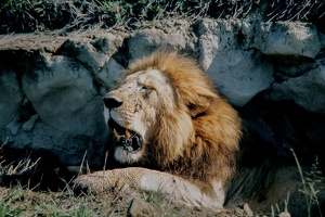 114 Tanzanie 1994