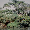 146 Tanzanie 1994