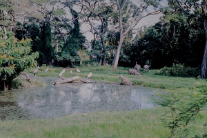 147 Tanzanie 1994