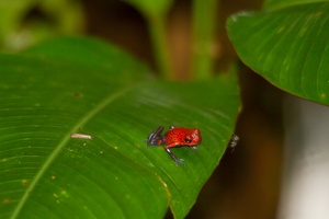 020 Tortuguero 22avril14H35