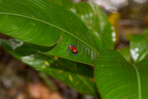 021 Tortuguero 22avril14H39