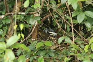 025 Tortuguero 22avril15H28