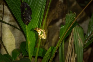 031 Tortuguero 22avril19H58