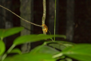 032 Tortuguero 22avril20H02