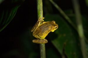 035 Tortuguero 22avril20H51